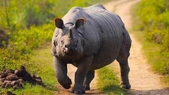 One-Horned Rhinocerous in Dudhwa National&nbsp;Park